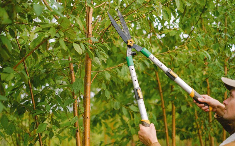 Tree trimming in Cumming, GA